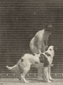 Plate 449 Feeding a dog — figure reference